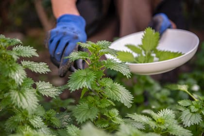 Esta planta concentra propiedades medicinales que favorecen el bienestar integral del organismo