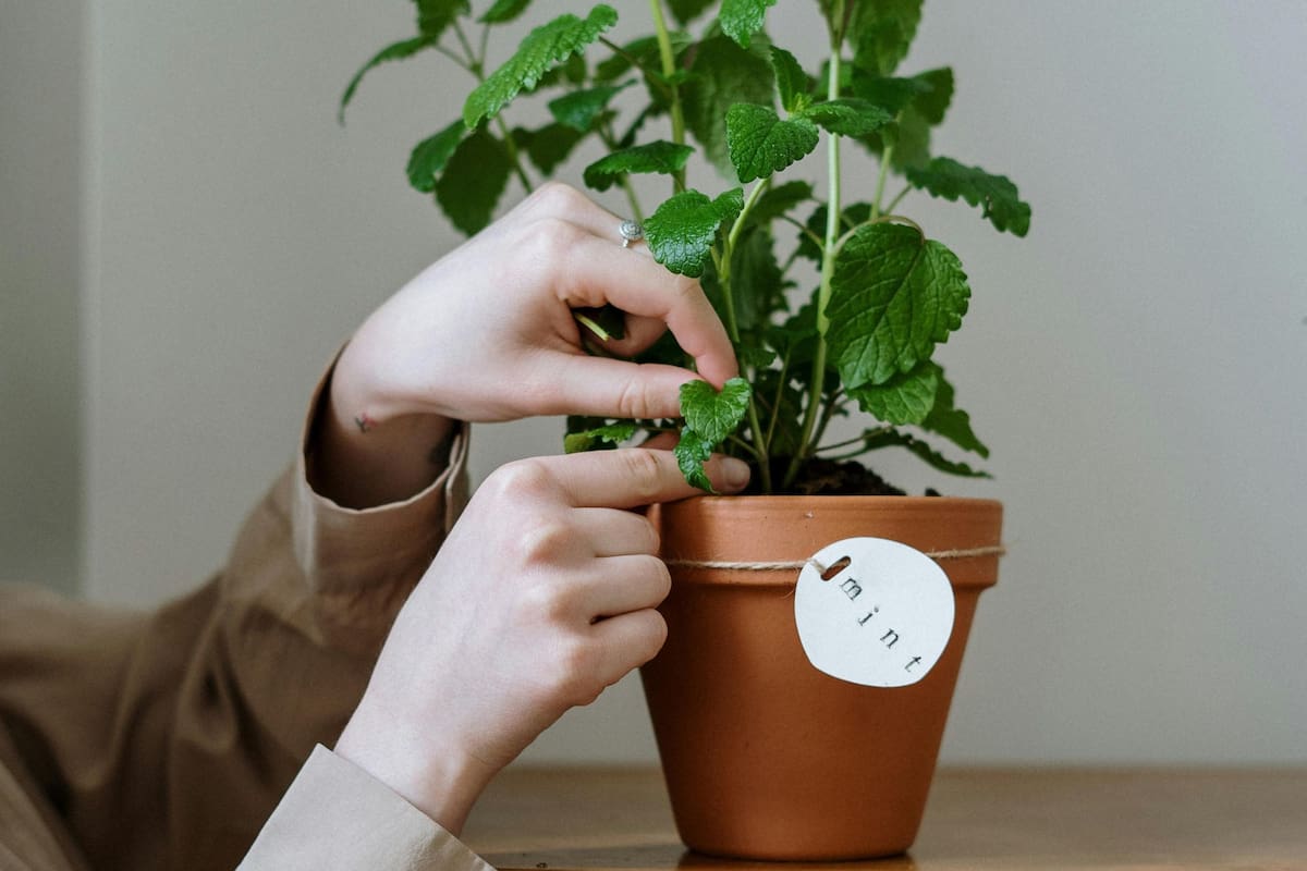 Esta planta contiene propiedades que ayudan a estimular la memoria (imagen ilustrativa)