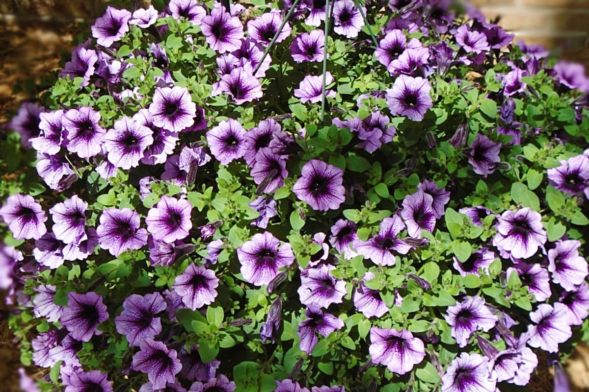 Esta planta es capaz de ofrecer flores los 365 días del año