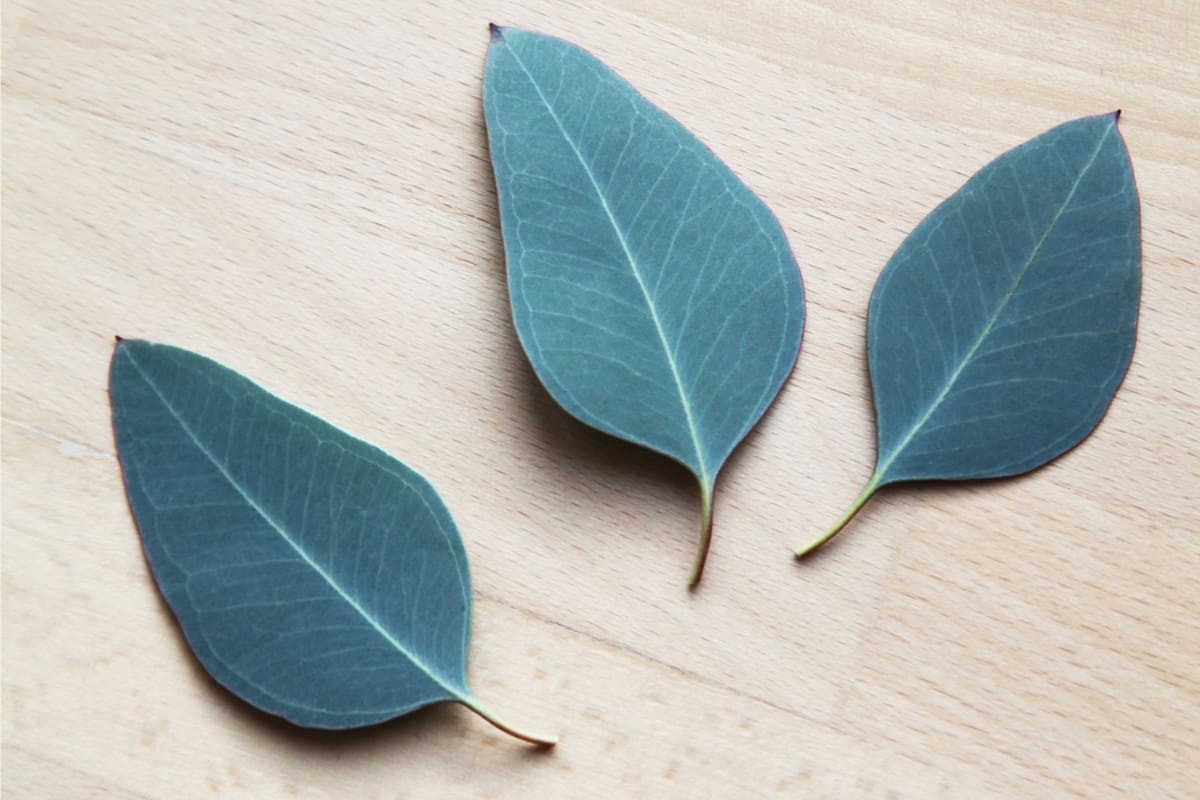 Esta planta es conocida por su característico aroma refrescante y por sus impresionantes propiedades medicinales.