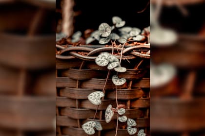 Esta planta es decorativa y muy duradera (Foto Pexels)