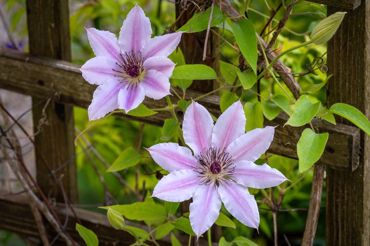 Esta planta es furor en los amantes de la jardinería (Foto: Freepik)