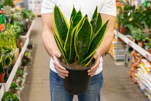 Esta planta es muy común en las casa de Argentina (Foto: Freepik)