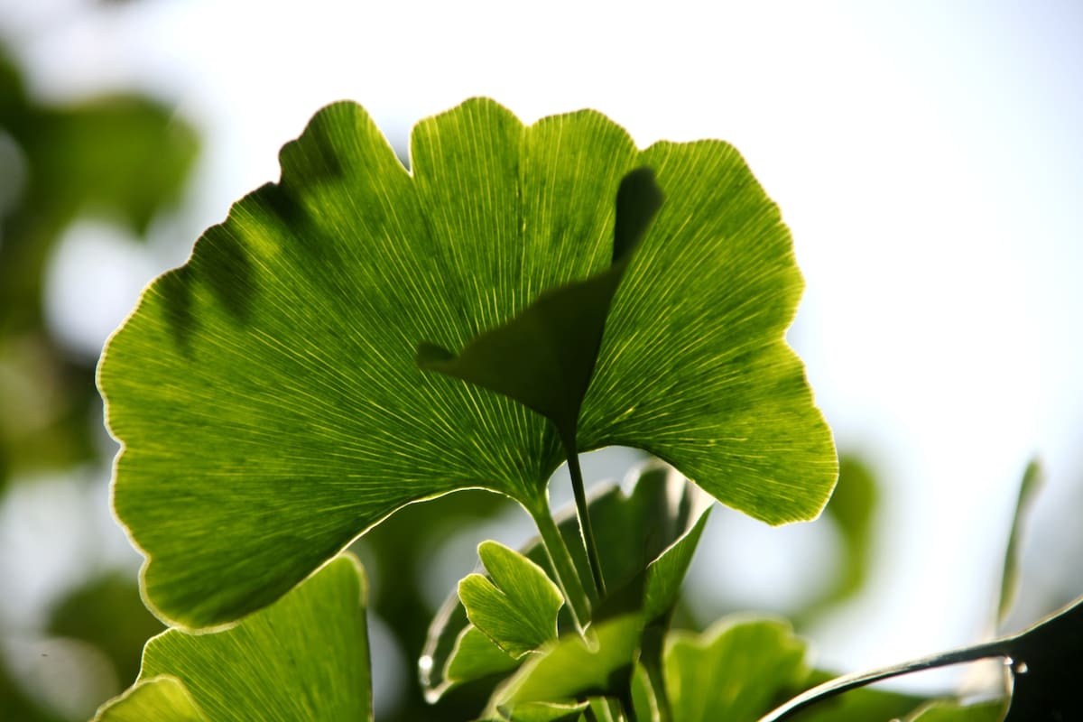 Esta planta es originaria de China y es considerada una de los más antiguas del planeta