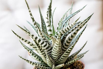 Esta planta es una de las alternativas más sencillas de mantener en interiores