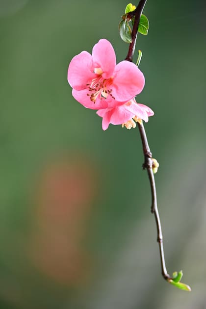 Esta planta es valorada en el Feng Shui por su capacidad para mejorar el equilibrio energético