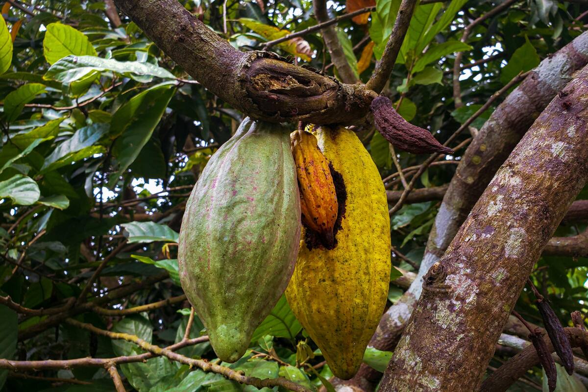 Esta planta fue considerada como sagrada para los Mayas por sus efectos benéficos para el cuerpo