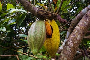 Esta planta fue considerada como sagrada para los Mayas por sus efectos benéficos para el cuerpo