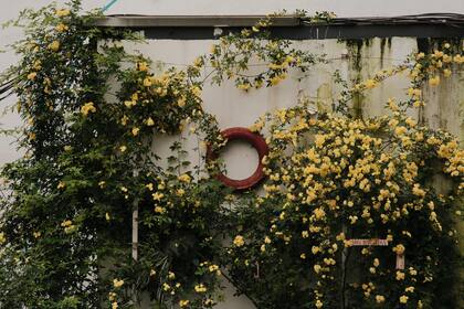 Esta planta fue cultivada durante siglos por su espectacular floración y adaptabilidad