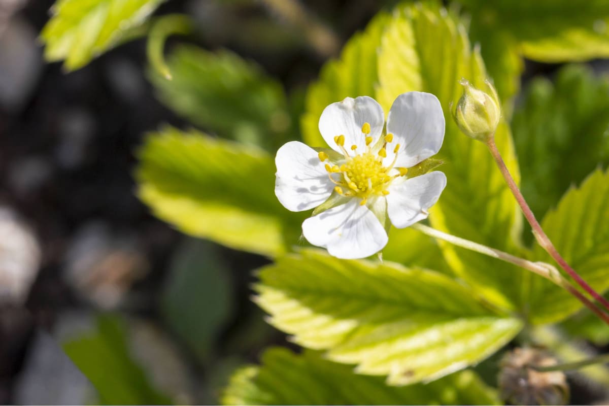Esta planta fue utilizada tradicionalmente por los nativos americanos debido a sus beneficios para la salud