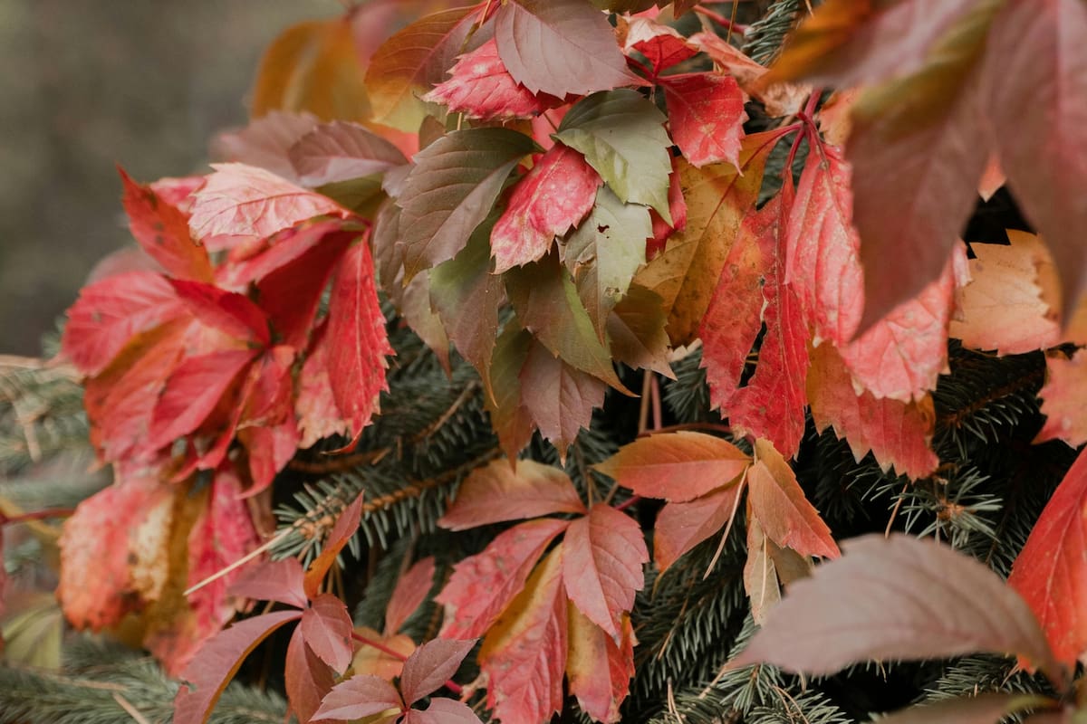 Esta planta le aporta al organismo flavonoides y antocianinas (Foto de carácter ilustrativa: PEXELS)