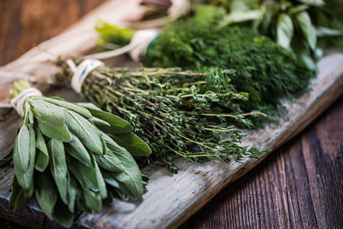 Esta planta medicinal es ideal para combatir dolores (Foto Pexels)