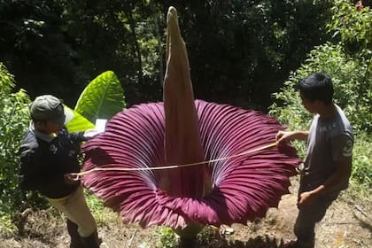 Esta planta necesita de temperaturas cálidas y genera calor, por lo que su olor a carne podrida se siente de forma intensa (Florcadaver/Archivo)