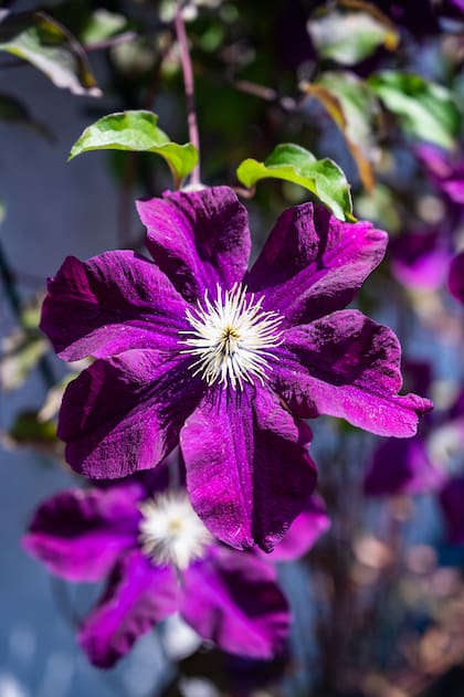 Esta planta necesita sol en sus flores y sombra en sus raíces (Foto: Freepik)