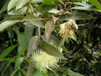 Esta planta tiene la propiedad de absorber las toxinas del aire