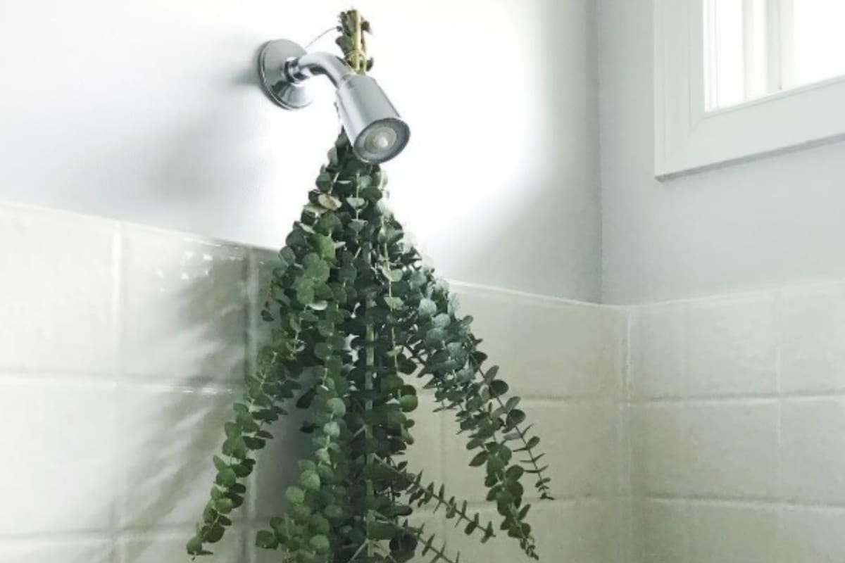 Esta planta tiene propiedades descongestivas