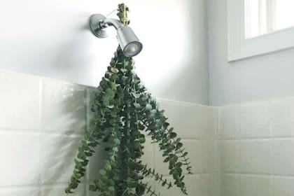 Esta planta tiene propiedades descongestivas