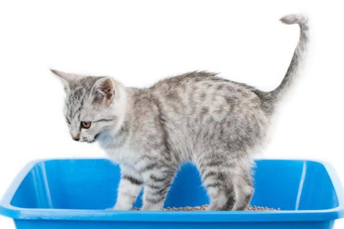 Esta práctica contribuye a disminuir el estrés entre los gatos y fomenta un ambiente más armónico