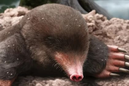 Esta preservación, muy poco frecuente en pequeños mamíferos como los topos, lo convierte en el ejemplar más completo del Plioceno descubierto hasta la fecha en Europa