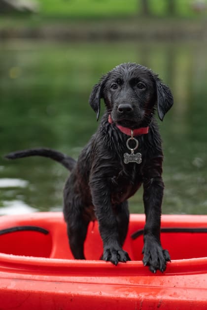 Esta raza de perro proviene de Canadá y fue diseñado para ser un nadador excelente, resistente y fácil de entrenar