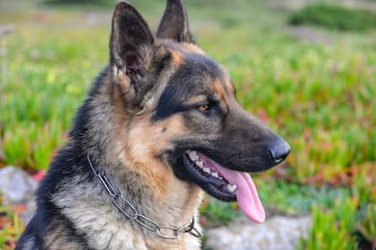 Esta raza de perro suele ser elegida por las fuerzas armadas de distintos países para realizar rescates o búsquedas por tierra