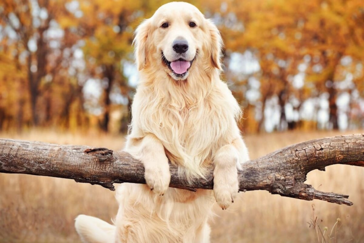 Esta raza de perros se caracteriza por su buen comportamiento y compañerismo (Imagen de carácter ilustrativo)