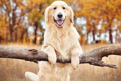 Esta raza de perros se caracteriza por su buen comportamiento y compañerismo (Imagen de carácter ilustrativo)