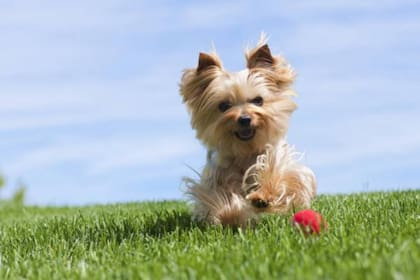 Esta raza fue criada, inicialmente, para cazar animales pequeños, como ratas