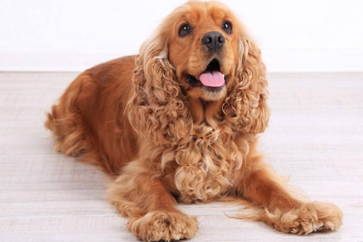 Esta raza se destacó entre las otras como la más agresiva