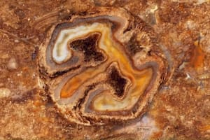Esta sección transversal de una semilla de uva autóctona silicificada muestra su compleja estructura interna típica de las semillas de esta familia