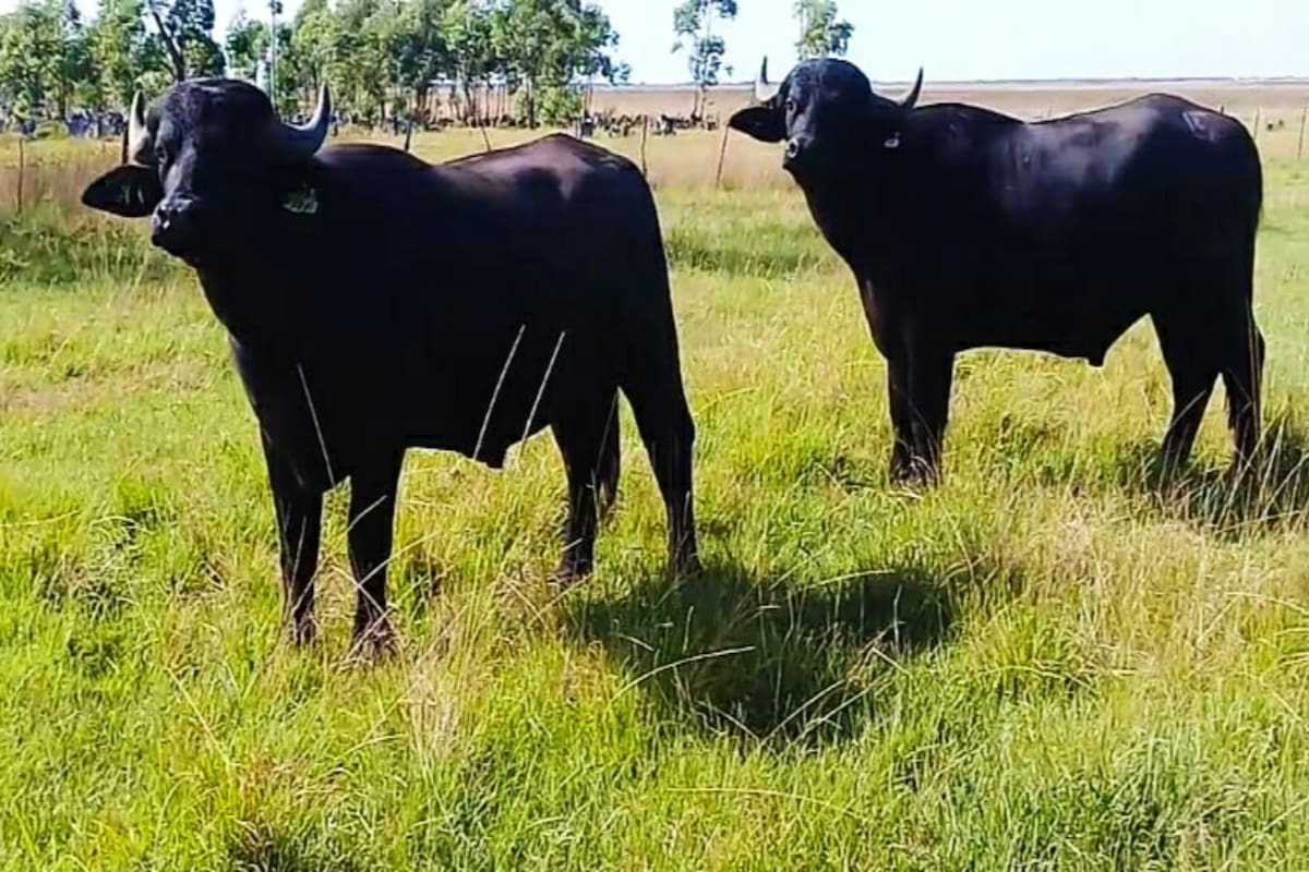 Esta semana, el Gobierno reglamentó la Ley 27.076 que busca potenciar la producción bubalina en el país