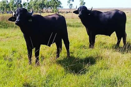 Esta semana, el Gobierno reglamentó la Ley 27.076 que busca potenciar la producción bubalina en el país