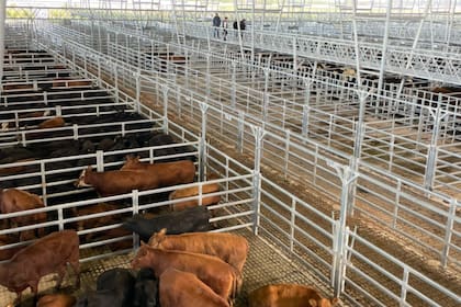 Esta semana los valores del gordo a faena subieron cerca de 100$/kg