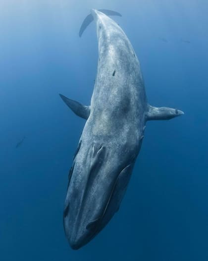 Esta semana, se produjo un avistamiento excepcional en las aguas de Massachusets, ya que se cree que es la primera vez en dos décadas que se ve una ballena azul en esta zona (Archivo)