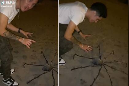 Esta sorprendente araña causó terror en TikTok