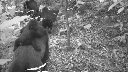 Esta subespecie, que usualmente se ubica en el sur de Nigeria, rara vez ha sido vista.