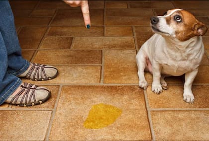 Esta técnica no solo quita el olor, sino que también evita que los perros y gatos vuelvan a marcar el mismo lugar.