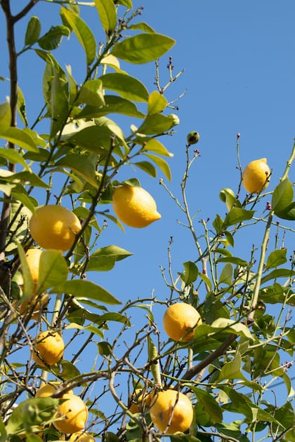 Esta técnica tradicional se utiliza desde hace décadas en limoneros