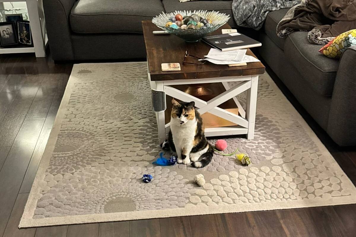 Esta tierna gata de 7 años conquistó las redes sociales tras ser captada a la espera de que el hombre se levante para jugar