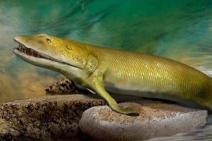Esta transición de "pez a tetrápodo" tuvo lugar en algún momento entre el Devónico Medio y el Tardío hace unos 400-360 millones de años