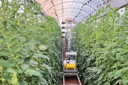 Esta zona que rodea Gaza es el principal proveedor de hortalizas del país, con una diversa oferta de productos durante todo el año, destacando los tomates de invernadero, responsables del 70% de la producción de tomates en Israel