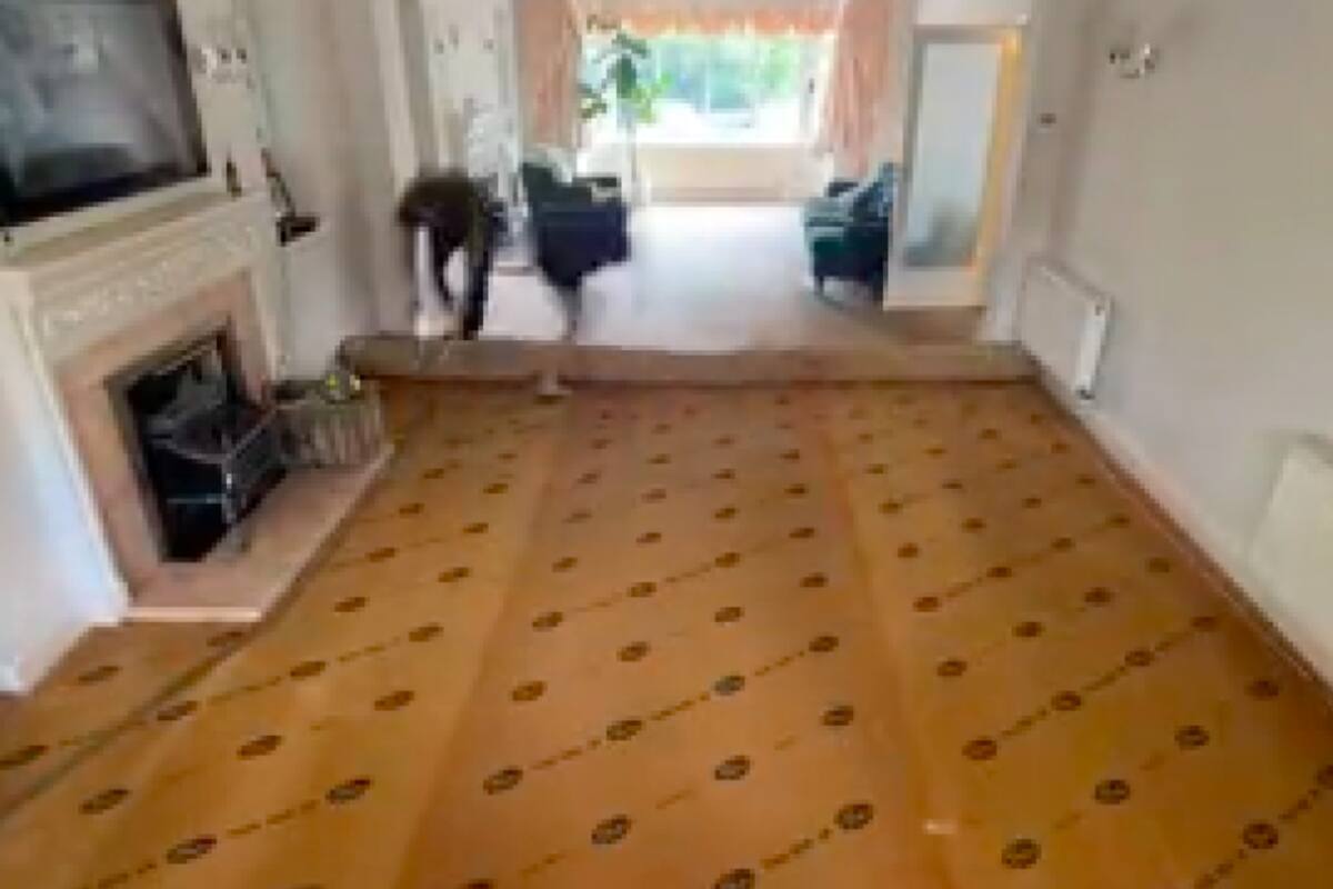 Estaban remodelando su casa y encontraron una sorpresa inesperada debajo de la vieja alfombra
