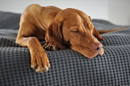Establecer horarios fijos de descanso contribuye a un mejor sueño por parte del animal