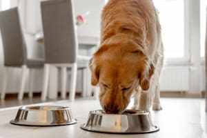 Establecer horarios fijos para la nutrición de las mascotas reduce la ansiedad y favorece la salud digestiva; qué recomiendan los especialistas para organizar la rutina diaria en casa (Foto: Pixabay)