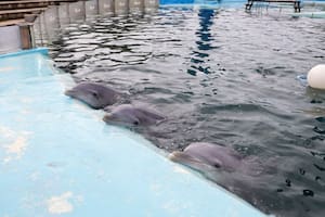 Estado de las piletas de Aquarium Mar del Plata