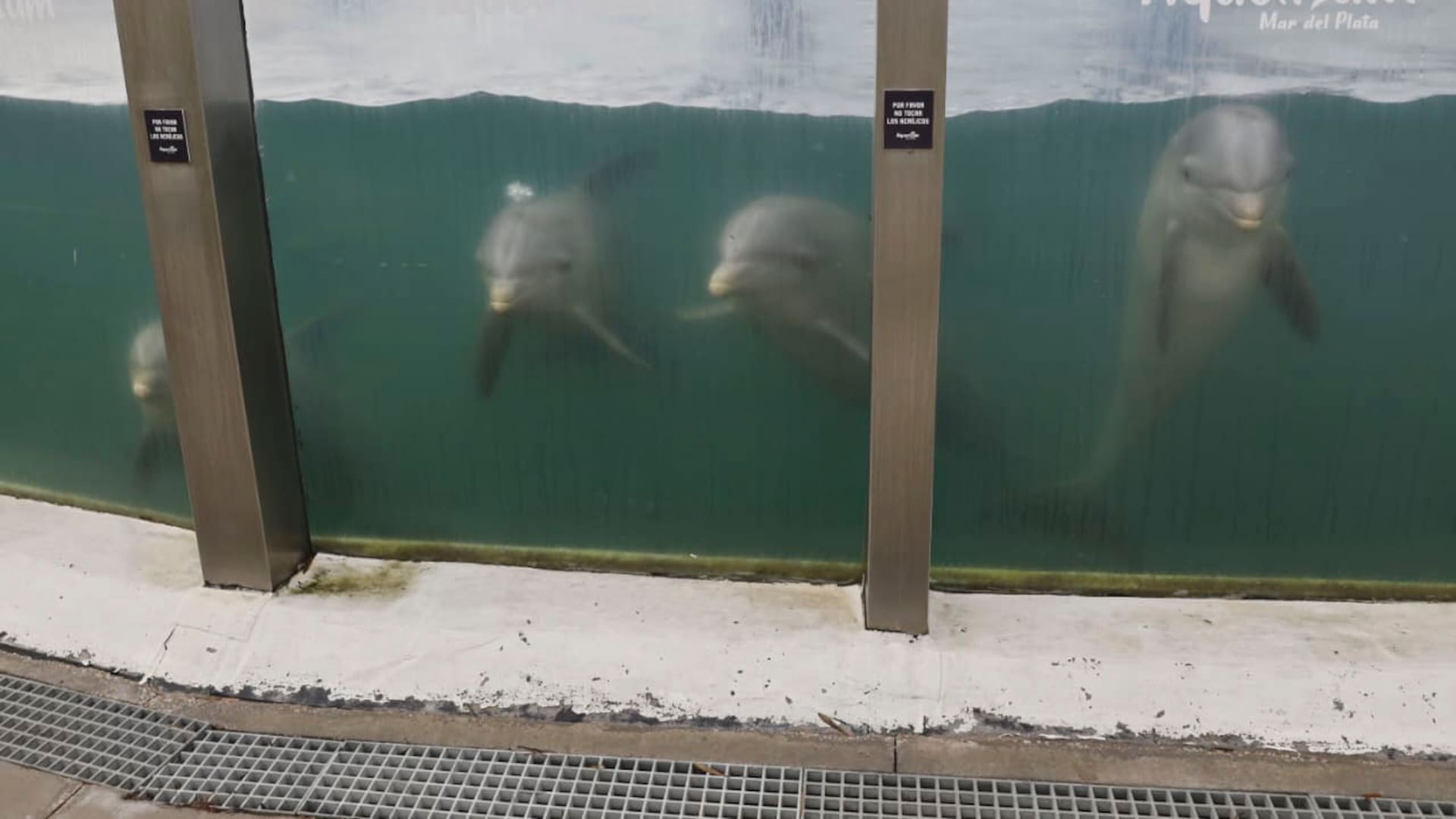 Estado de las piletas de Aquarium Mar del Plata