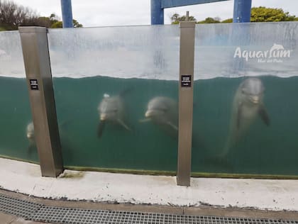 Estado de las piletas de Aquarium Mar del Plata