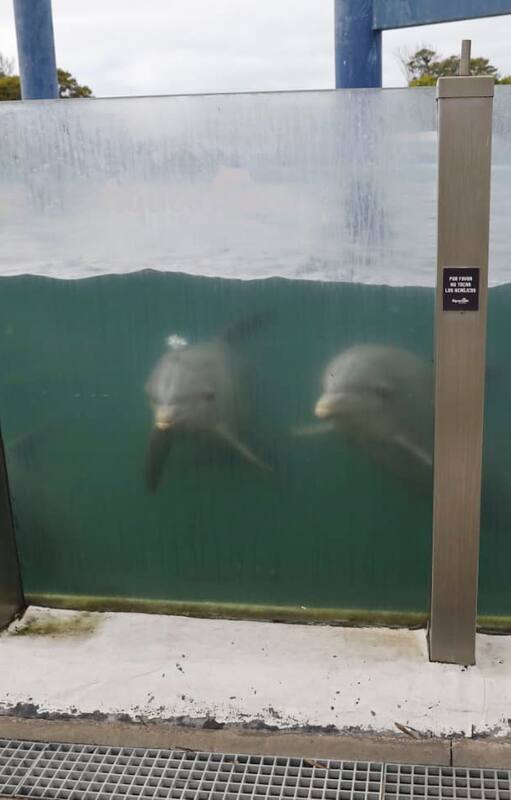 Estado de las piletas de Aquarium Mar del Plata