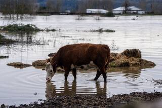 Estado de Washington sufre inundaciones históricas que destruyen casas y dejan familias varadas