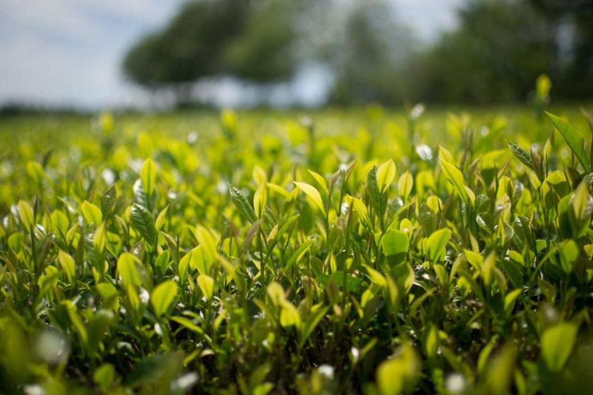Estados Unidos es el principal comprador del té argentino